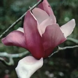 thumbnail for publication: Magnolia x 'Royal Crown' 'Royal Crown' Magnolia